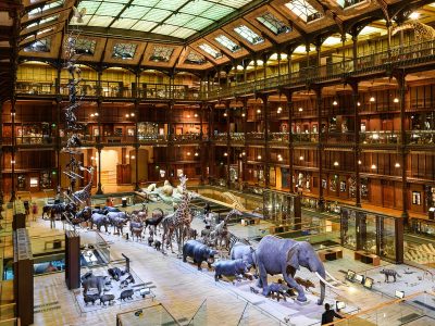 Amadeus Installs for the National Museum of Natural History in Paris-France